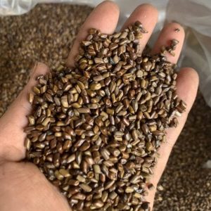 Top 5+ loại hạt chơi xúc cát phổ biến hiện nay 45